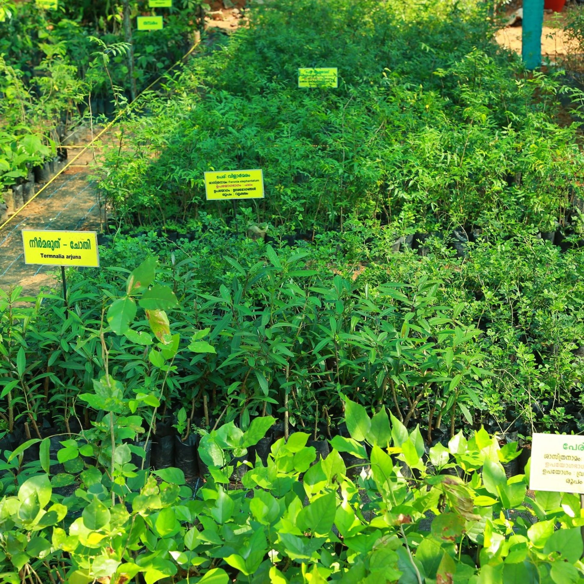 Quality Planting Material
